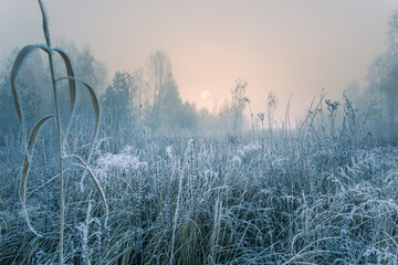 Gorgeous autumn misty sunrise landscape. November frosty foggy morning and hoary frost at scenic high grass meadow. Rime on the plants.