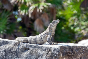 Reptile Iguana sitting on rocks near Mayan ruins in Mexico