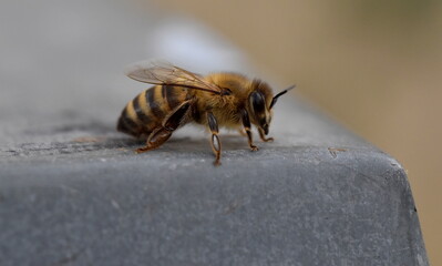 Biene auf dem Dach eines Bienenstocks