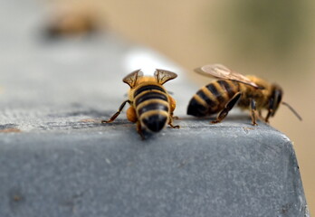 Biene auf dem Dach eines Bienenstocks