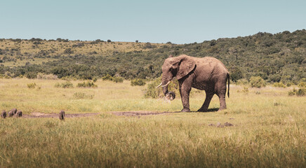 elephant at Addo elephant park South Africa