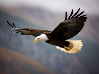 Obraz premium A flying eagle