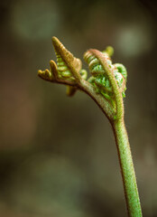 A fern leaf opens by twisting creating original shapes. Selective focus.