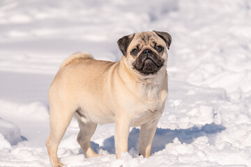 A pug dog looks at the camera. Close-up of a pug in the snow.