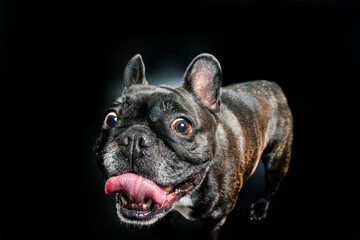 French bulldog with tongue out on a black background. Close up.