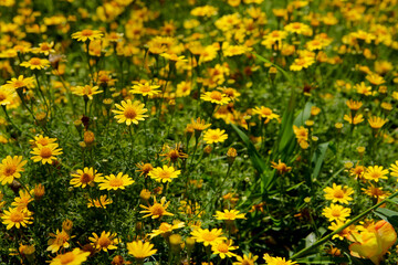 Yellow flowers in the garden, summer background