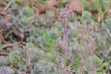 Magic bell Kalanchoe in South Africa.