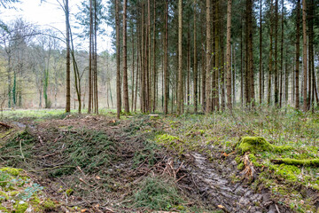 Obraz premium Abholzung im Mischwald im Frühjahr