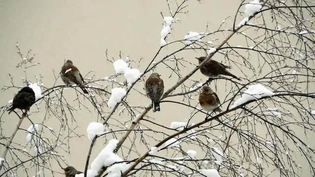 flock of thrushes fieldfare perched on the branches of a snow-covered tree, winter snowfall