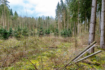 Wiederaufforstung nach Kahlschlag im Mischwald