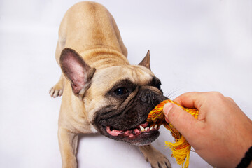 French bulldog with a rope on a white background, close-up