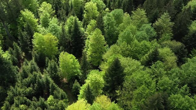 aerial view of a mixed forest in the summertime, young spring greens,drone photography,