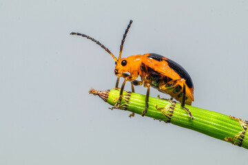 Orange Leaf beetles are the family Chrysomelidae. There are over 35,000 species in more than 2,500 genera, so it is one of the largest and most common of all beetle families