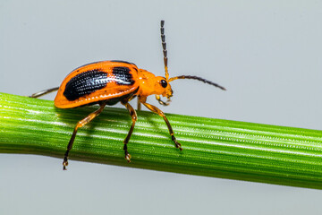 Orange Leaf beetles are the family Chrysomelidae. There are over 35,000 species in more than 2,500 genera, so it is one of the largest and most common of all beetle families