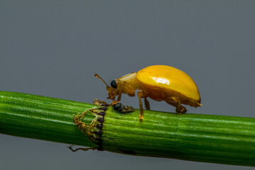 Illeis is a genus of ladybird beetles in the family Coccinellidae. There are about five described species in Illeis, found in south and east Asia and in Oceania