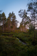 Sunset in the forest, Swamp 