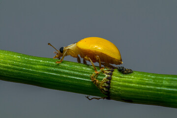 Illeis is a genus of ladybird beetles in the family Coccinellidae. There are about five described...