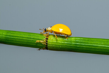 Illeis is a genus of ladybird beetles in the family Coccinellidae. There are about five described...