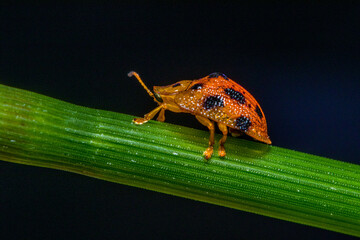 the orange Tortoise leaf Beetle