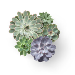 bunch of different types of colorful echeveria succulents isolated over a transparent background,...