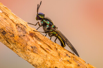 Hermetia illucens, the black soldier fly, is a common and widespread fly of the family Stratiomyidae