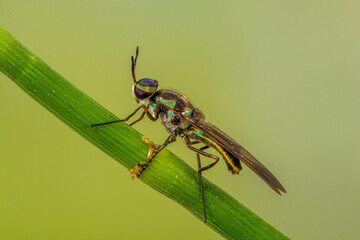Hermetia illucens, the black soldier fly, is a common and widespread fly of the family Stratiomyidae