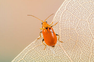 Orange Leaf beetles are the family Chrysomelidae. There are over 35,000 species in more than 2,500 genera, so it is one of the largest and most common of all beetle families