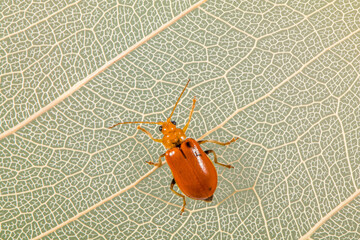 Orange Leaf beetles are the family Chrysomelidae. There are over 35,000 species in more than 2,500 genera, so it is one of the largest and most common of all beetle families