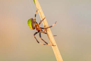 Spiders (order Araneae) are air-breathing arthropods that have eight legs, chelicerae with fangs...