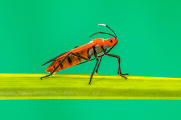 Dysdercus cingulatus is a species of true bug in the family Pyrrhocoridae, commonly known as the red cotton stainer