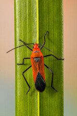 Dysdercus cingulatus is a species of true bug in the family Pyrrhocoridae, commonly known as the red cotton stainer