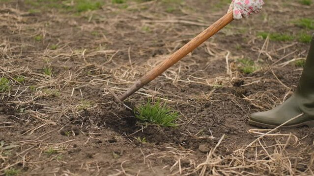 A woman removes a weed from the ground with a special tool. Cleaning the garden from weeds in the spring.