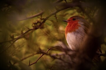 little birds  setting on the branch of tree 
