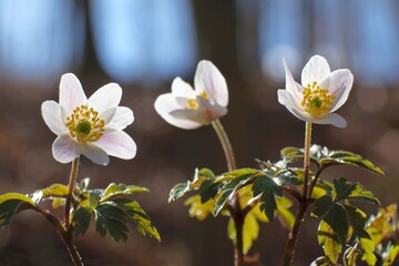 Spring white flowers in the forest - Anemone nemorosa