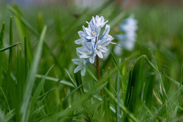 Puschkinia scilloides early spring bulbous flowers in bloom, small white and blue flowering plant,...