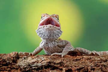 Bearded dragon on the branch