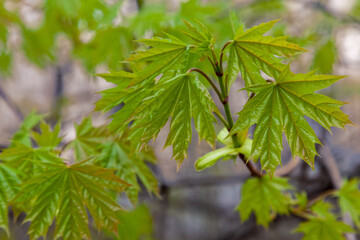 View of the young green leaves of the maple tree on a sunny day in early spring illuminated by the rays of the sun at blurry background.