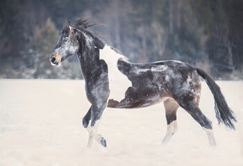 Fototapeta na wymiar black and white horse in winter