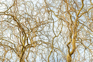 Corkscrew willows Trees. Twisted Willows. Salix matsudana. Bare trunks and branches of two...