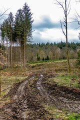 Abholzung im Mischwald im Frühjahr