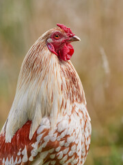 Close up of young white brown rooster against blurred background