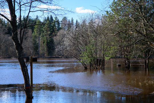.a flooded river with trees where a bench in the water can be seen in the distance on a sunny spring day