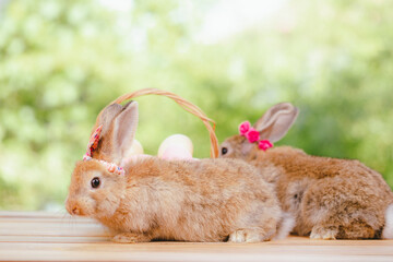 Easter bunny and Easter eggs on green grass outdoor, Cute rabbit sitting on green field spring meadow, Easter bunny hunt for festival on grass, Easter - Cute Bunny In Sunny Garden With Decorated Eggs