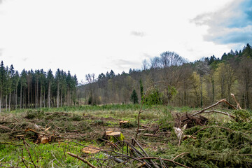 Abholzung im Mischwald im Frühjahr