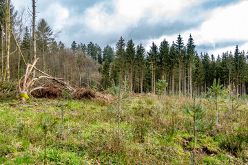 Wiederaufforstung nach Kahlschlag im Mischwald