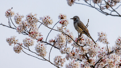 桜とヒヨドリ　春　自然