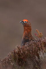 Male Red Grouse (Lagopus lagopus scotica) in dense heather moorland - 588109413