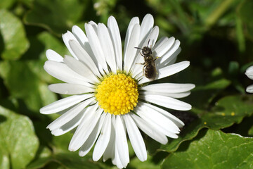 Obraz premium Small female bee Lasioglossum morio, subgenus Dialictus, family Halictidae on a flower of common daisy Bellis perennis, family Asteraceae. Spring,