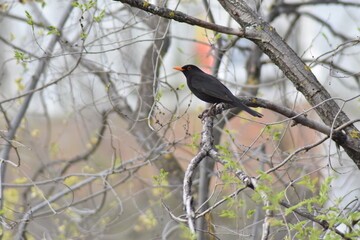 Common blackbird on a tree branch singing because the spring is here