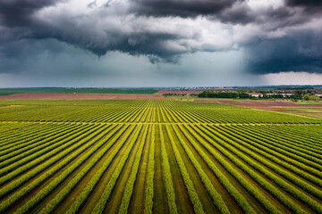 Splendid scene of green rows of black currant bushes and dark storm clouds.